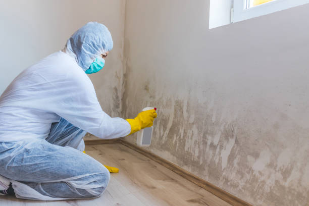 Licensed Mold Remediation service in North, VA - WQB Mold Removal