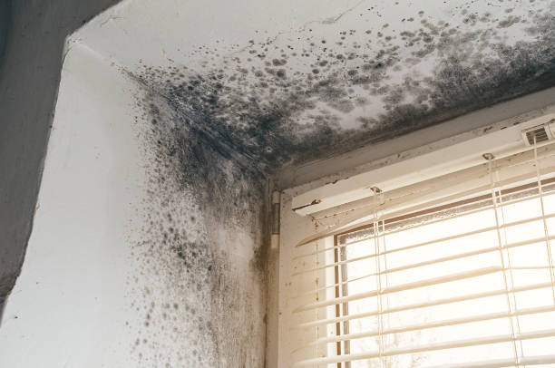 Affordable Mold Remediation solutions in North, VA